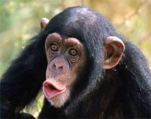 chimpanzee