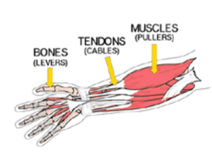 repetitive injury prevention