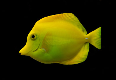 a bright yellow fish standing out against dark water