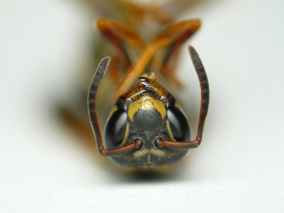 a wasp lying upside down facing the camera