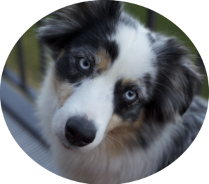Meta : a sweet, Blue-eyed, Blue Merle Australian Shepherd